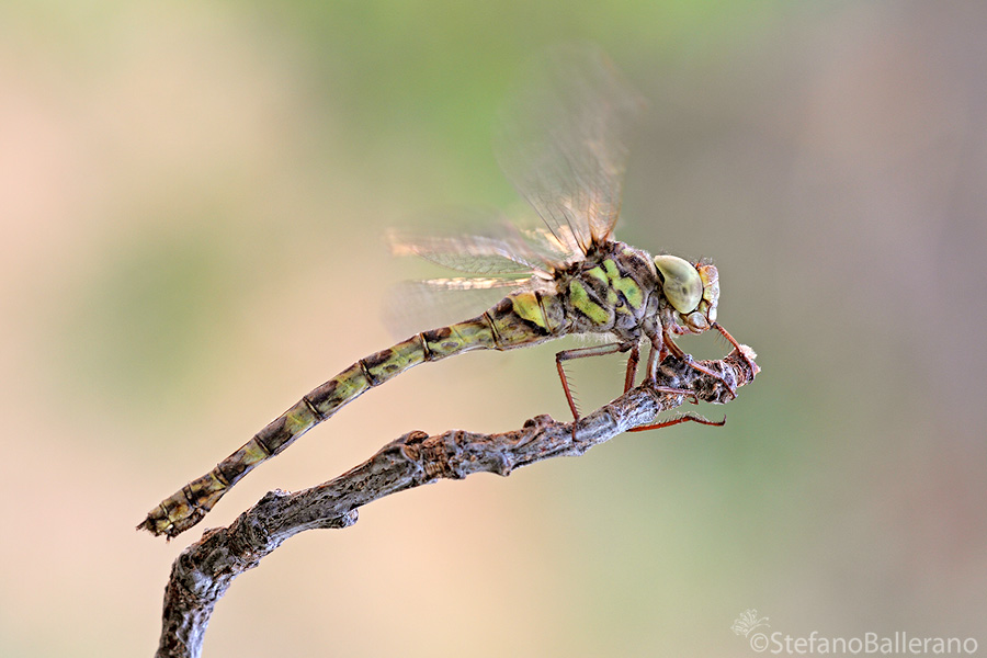 Identificazione libellula - Boyeria irene