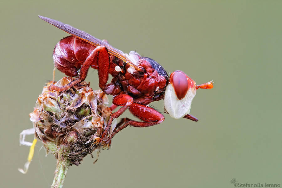 identificazione dittero