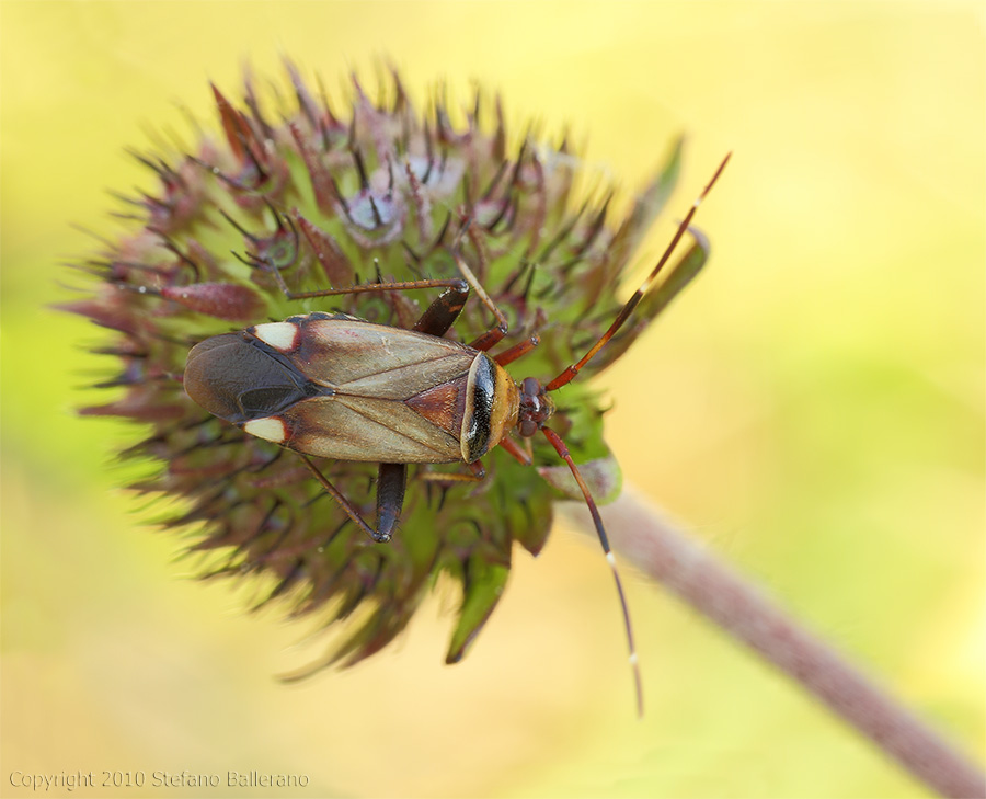 Miridae: Adelphocoris vandalicus di Sanremo