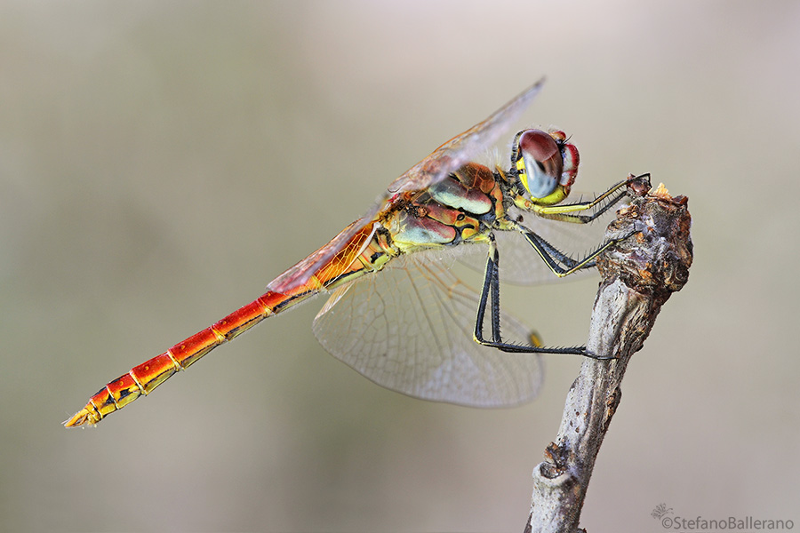 Identificazione libellula - Sympetrum fonscolombii