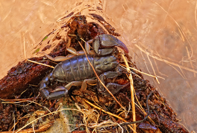 Euscorpius sp.