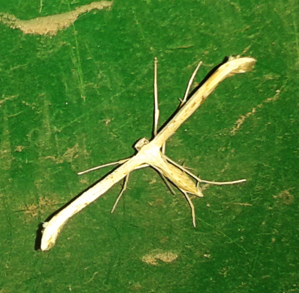 Pterophoridae