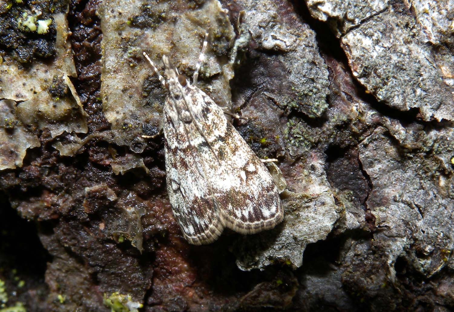 Eudonia lacustrata ?