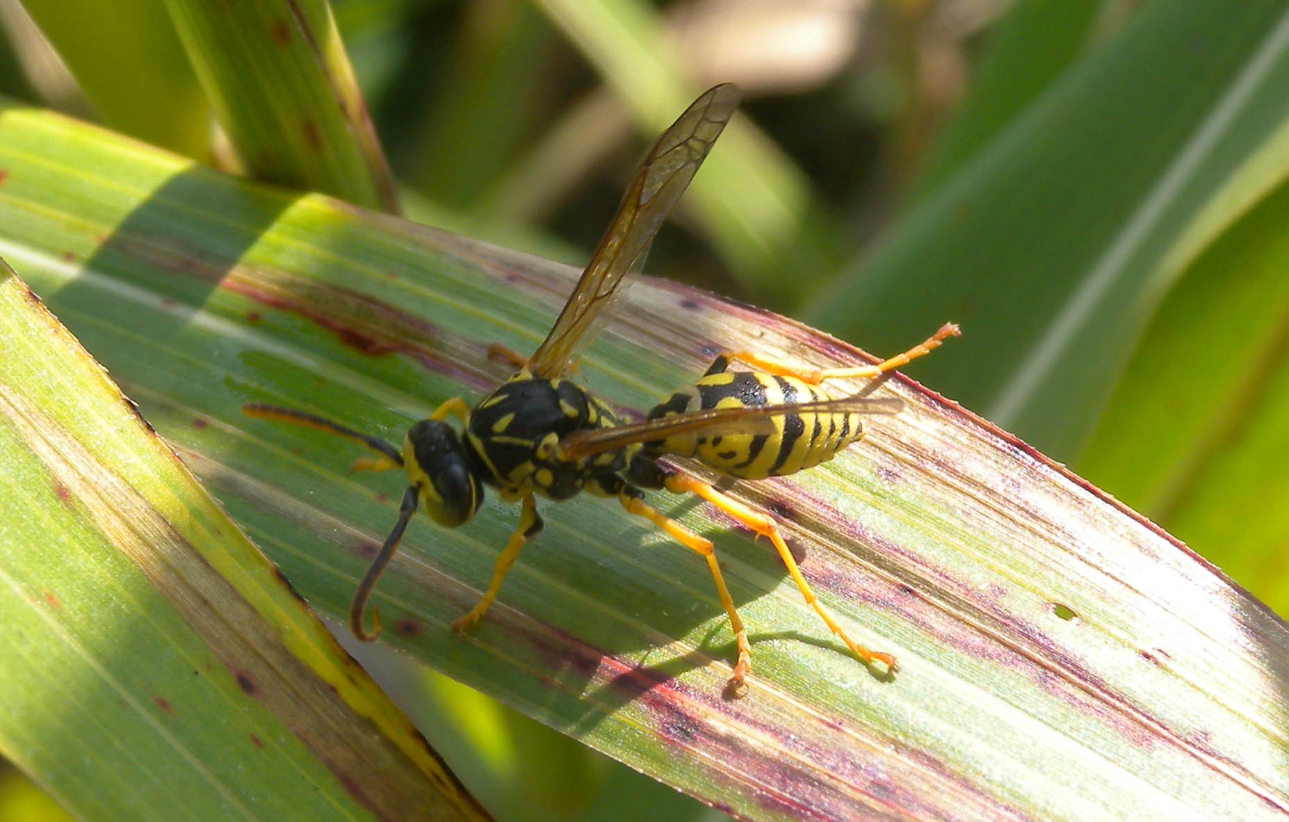 Polistes?