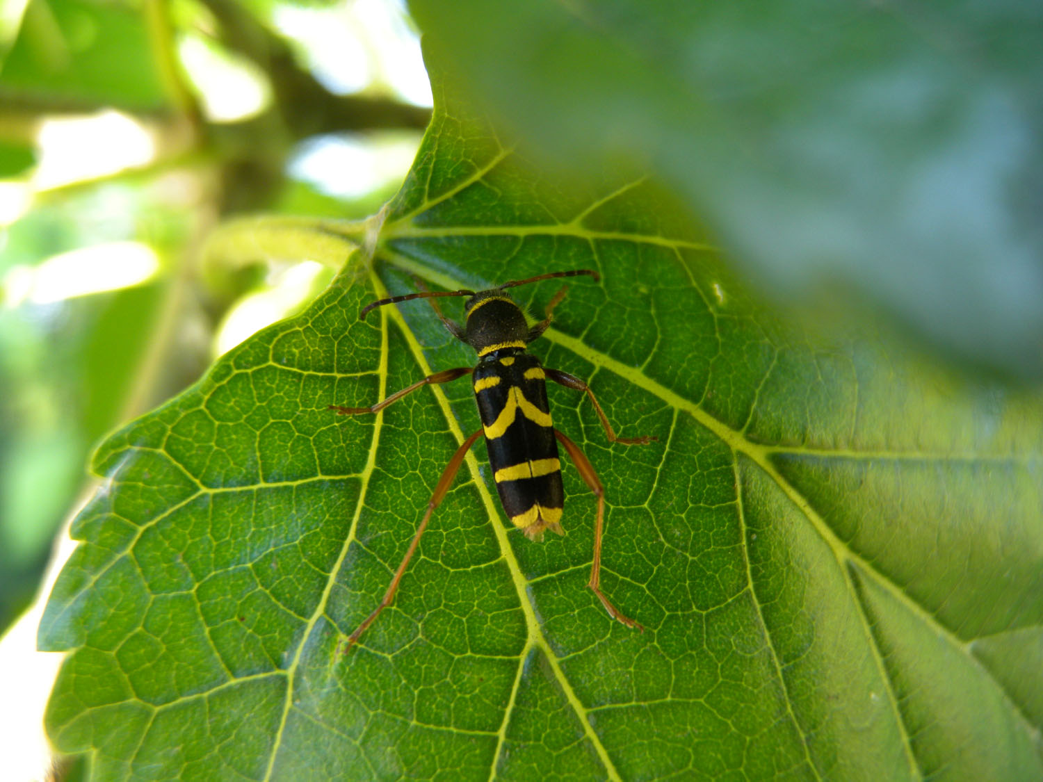 Cerambycidae: Clytus arietis