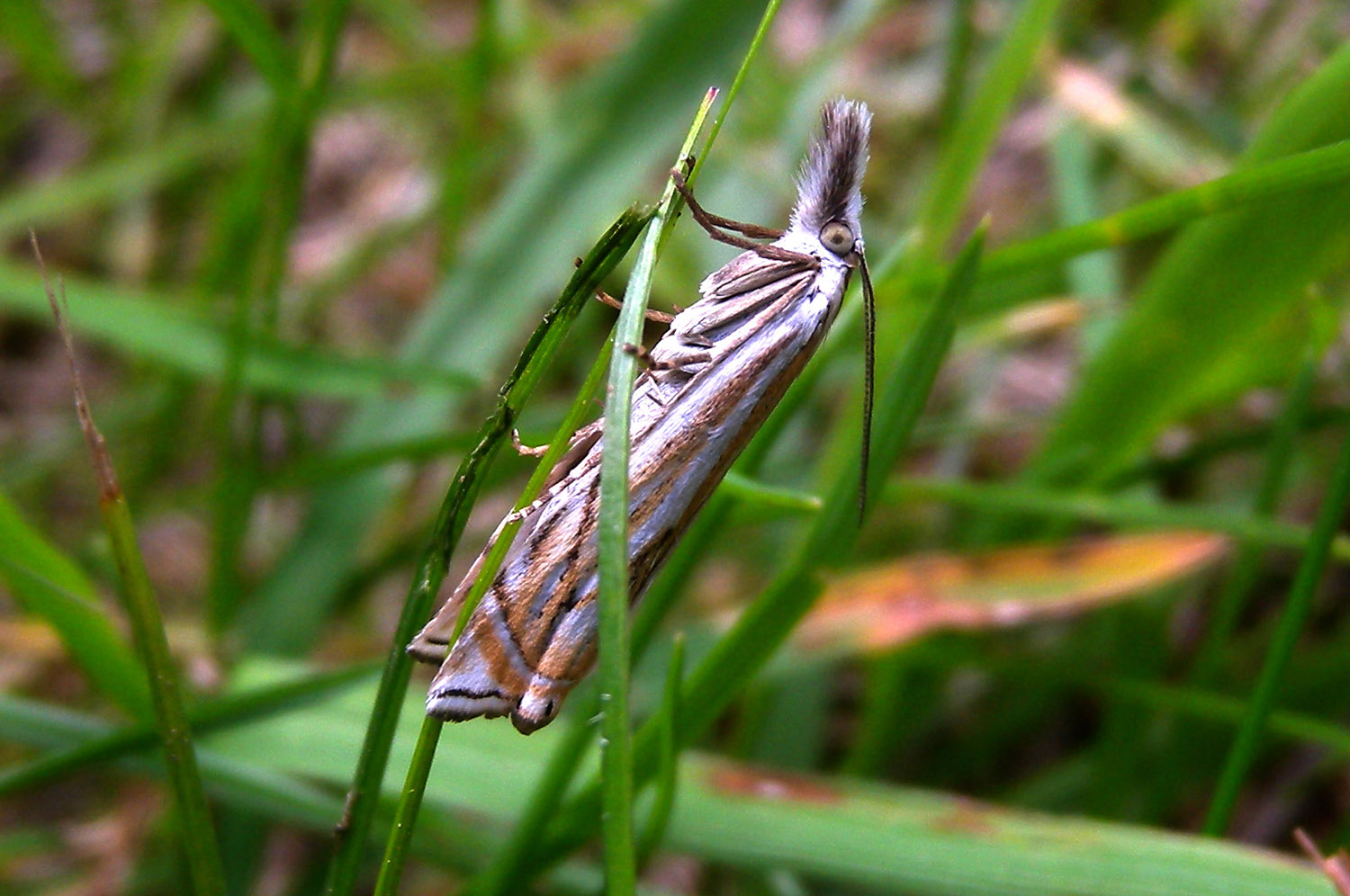 Crambidae