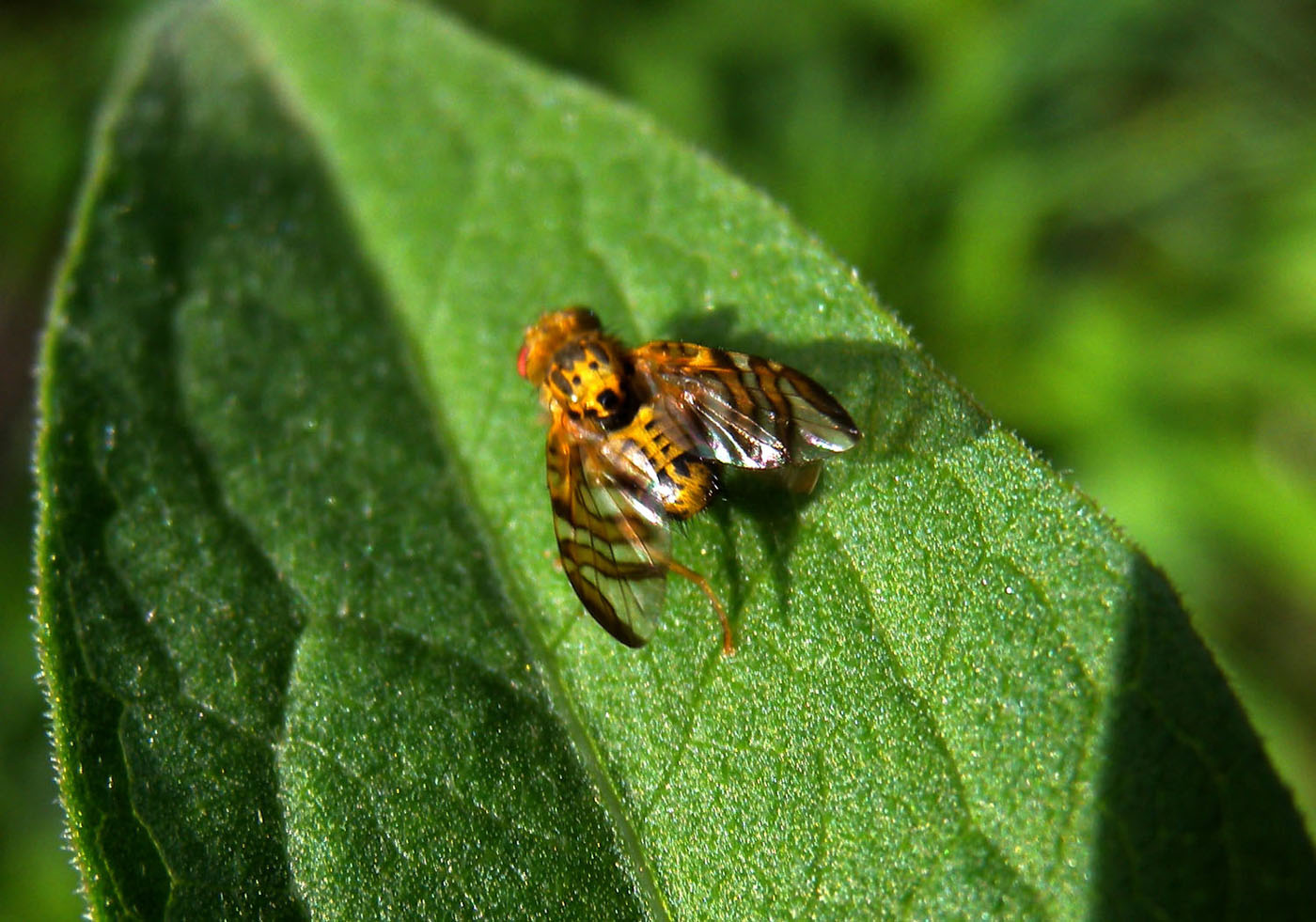 Tephritidae