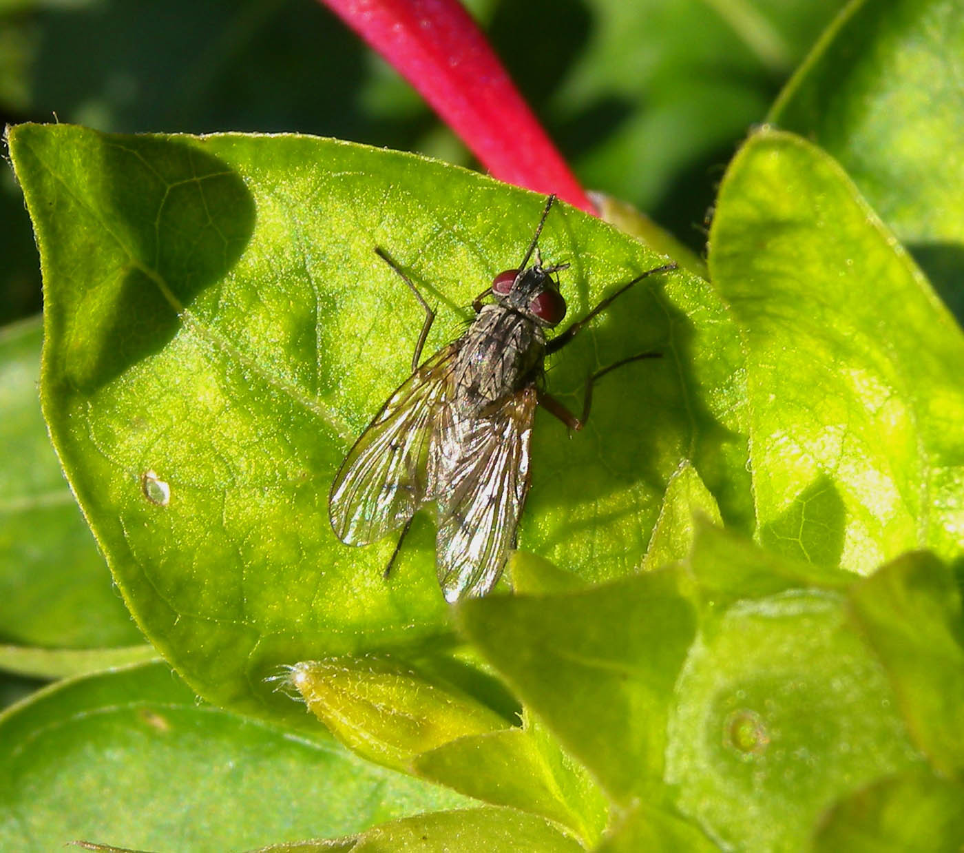 Phaonia cf. fuscata (Muscidae)