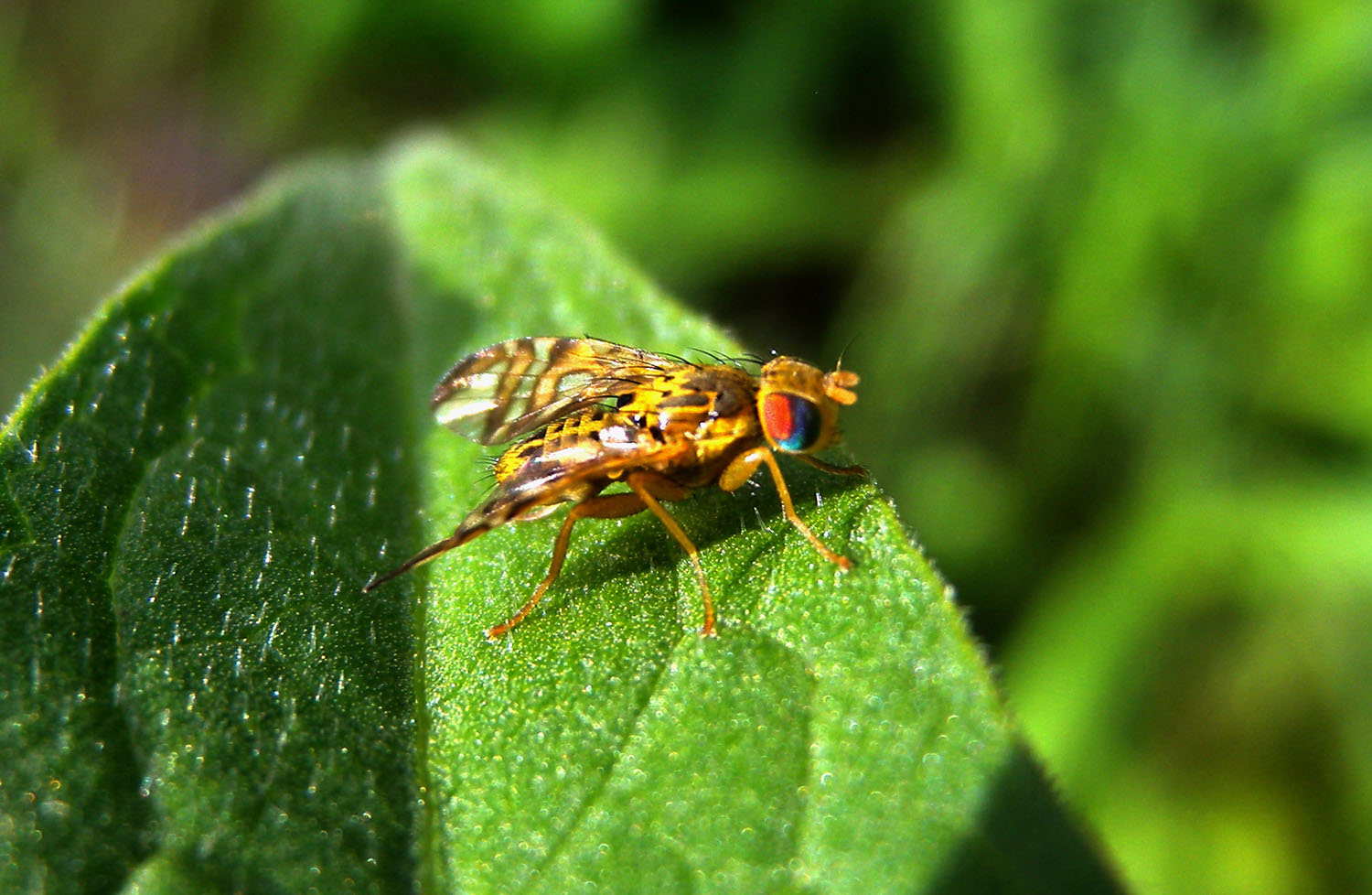 Tephritidae