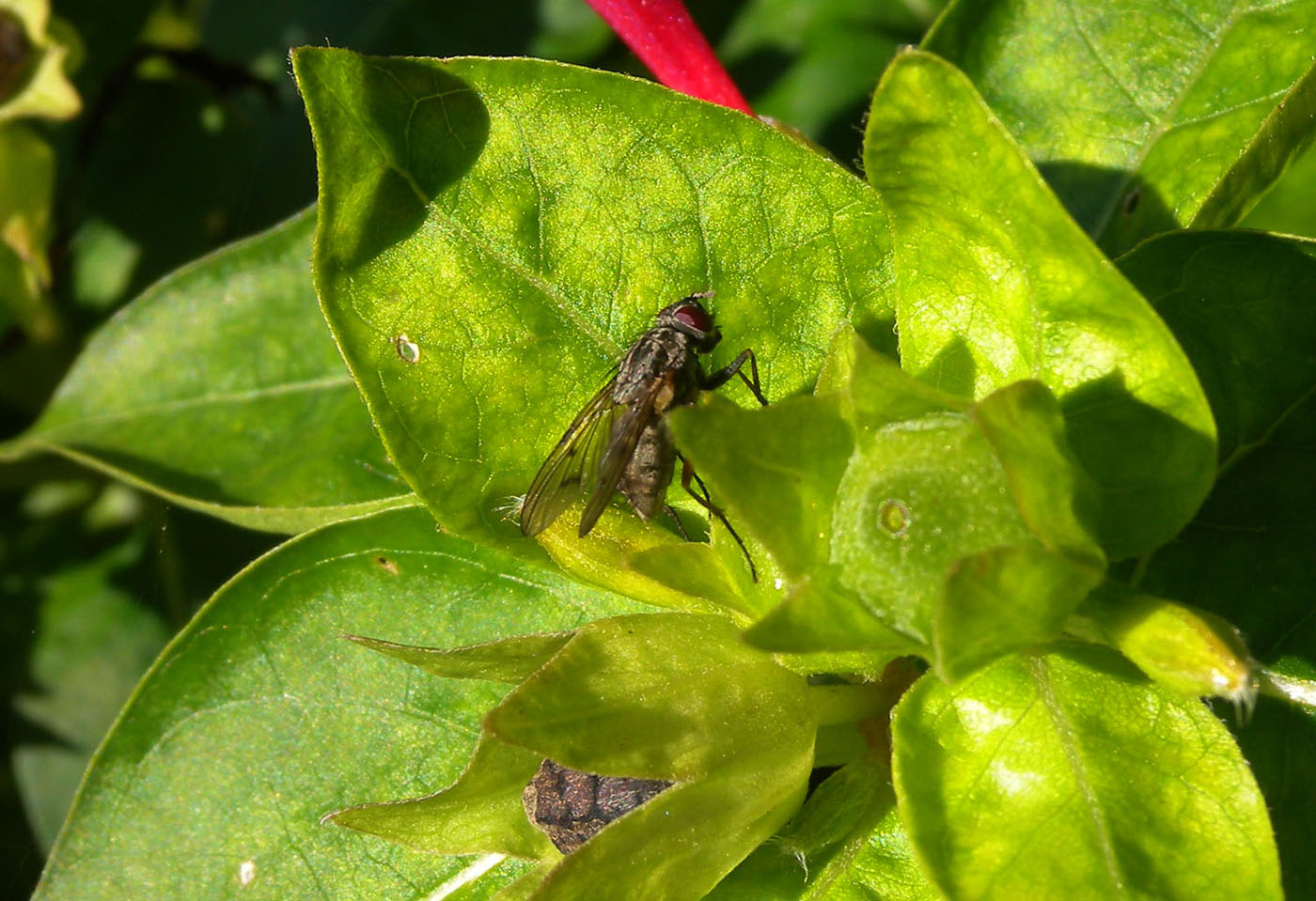 Phaonia cf. fuscata (Muscidae)