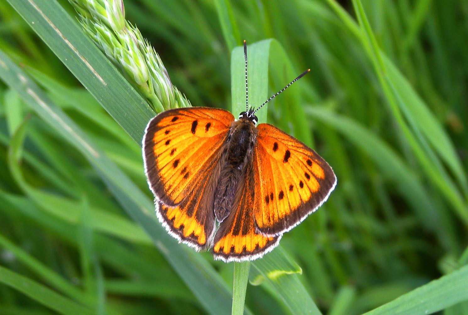 Lycaena dispar ?