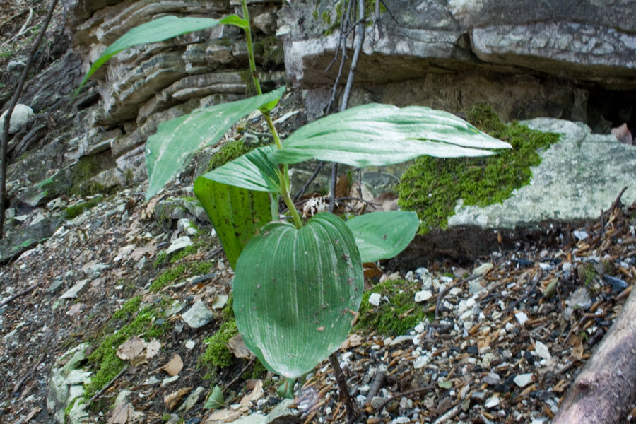 Epipactis dal Monte Catria 2