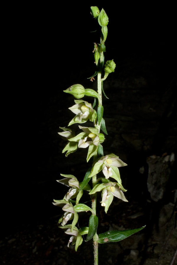 Epipactis dal Monte Catria 2