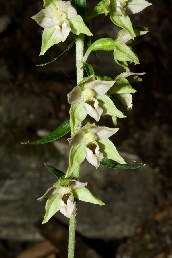 Epipactis dal Monte Catria 2