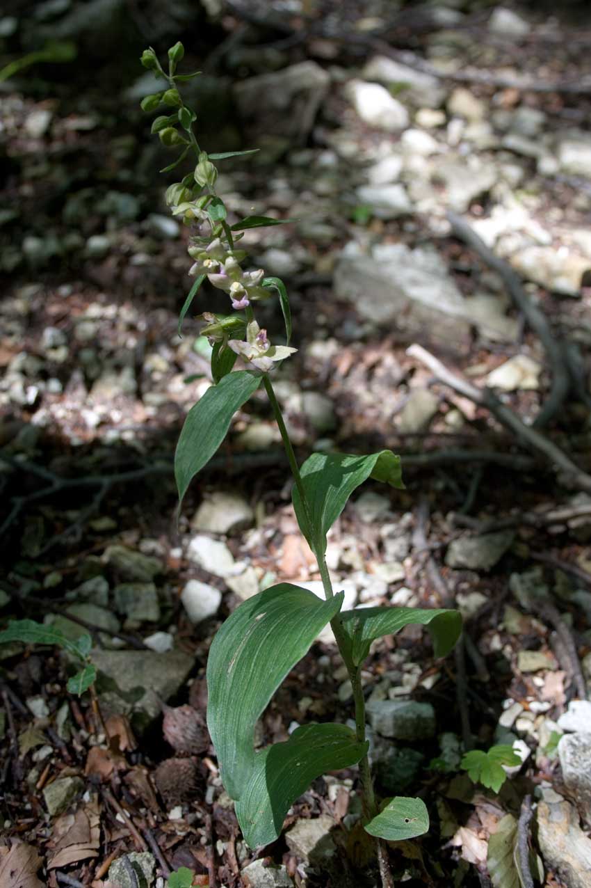 un''altra Epipactis dal catria