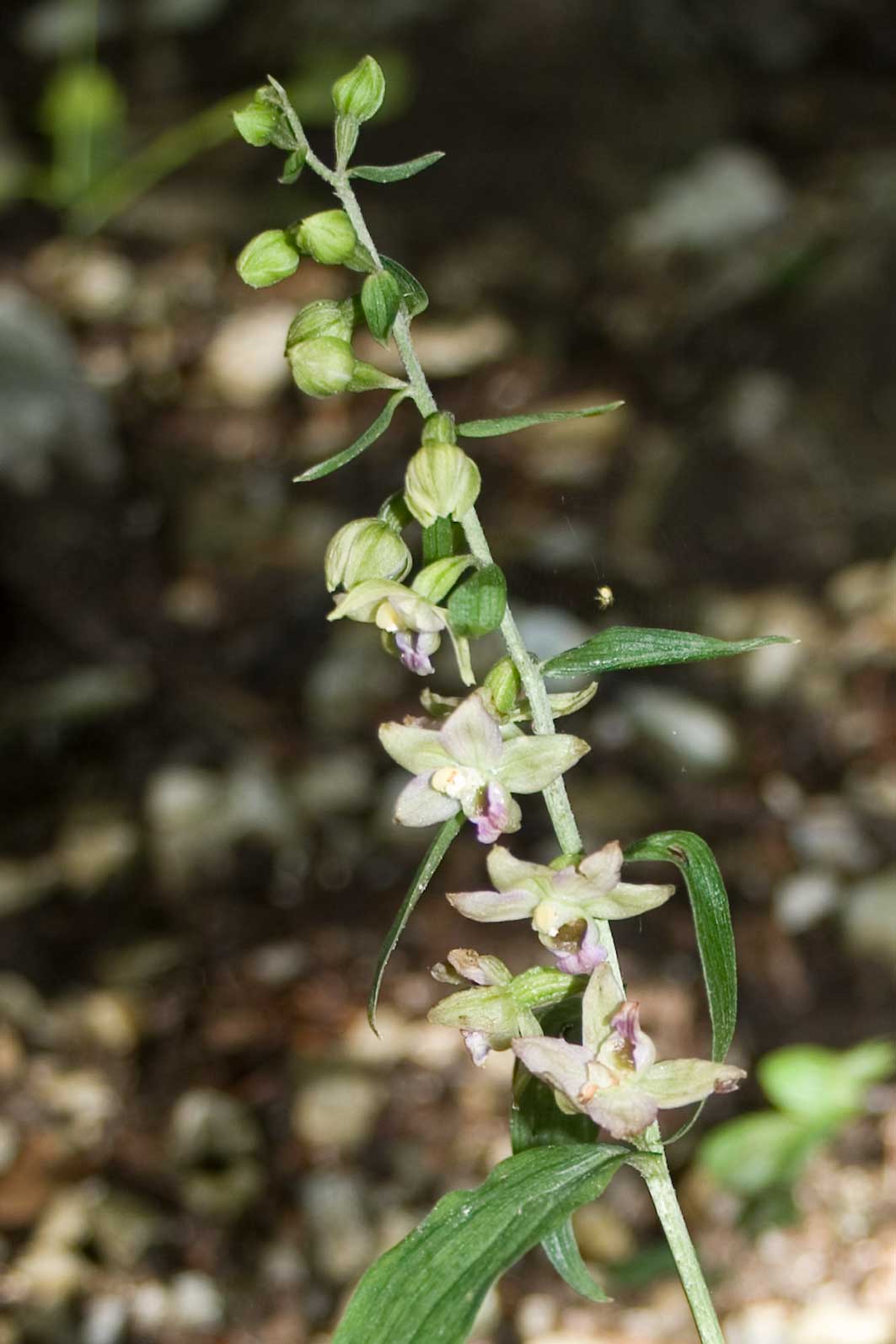 un''altra Epipactis dal catria