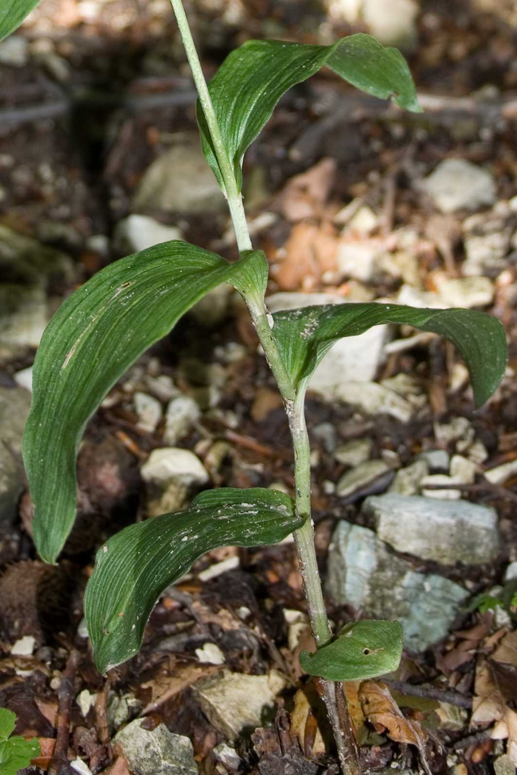 un''altra Epipactis dal catria