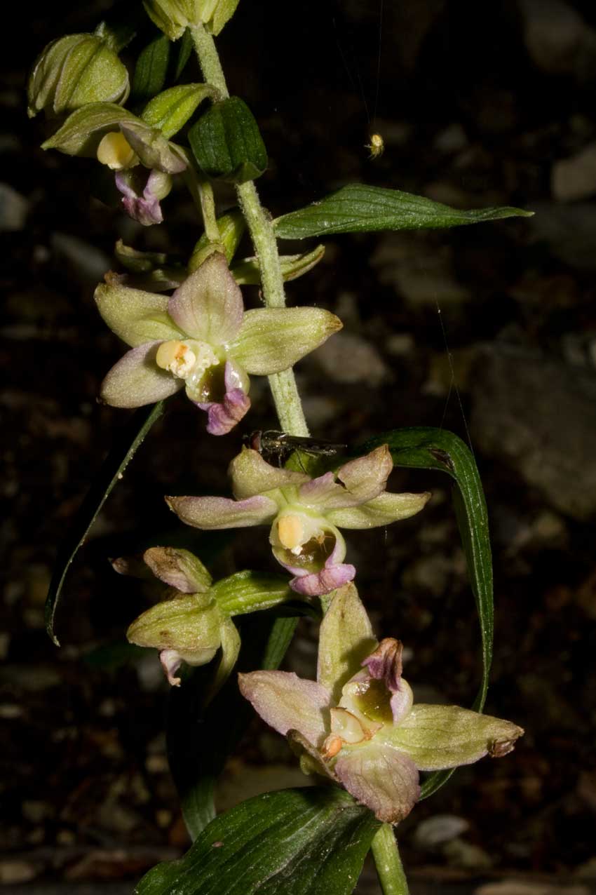 un''altra Epipactis dal catria