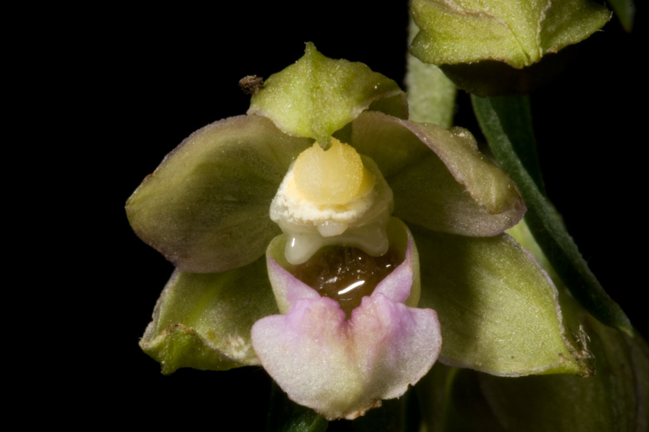 un''altra Epipactis dal catria