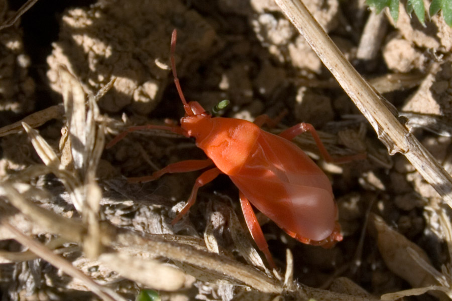 arancio