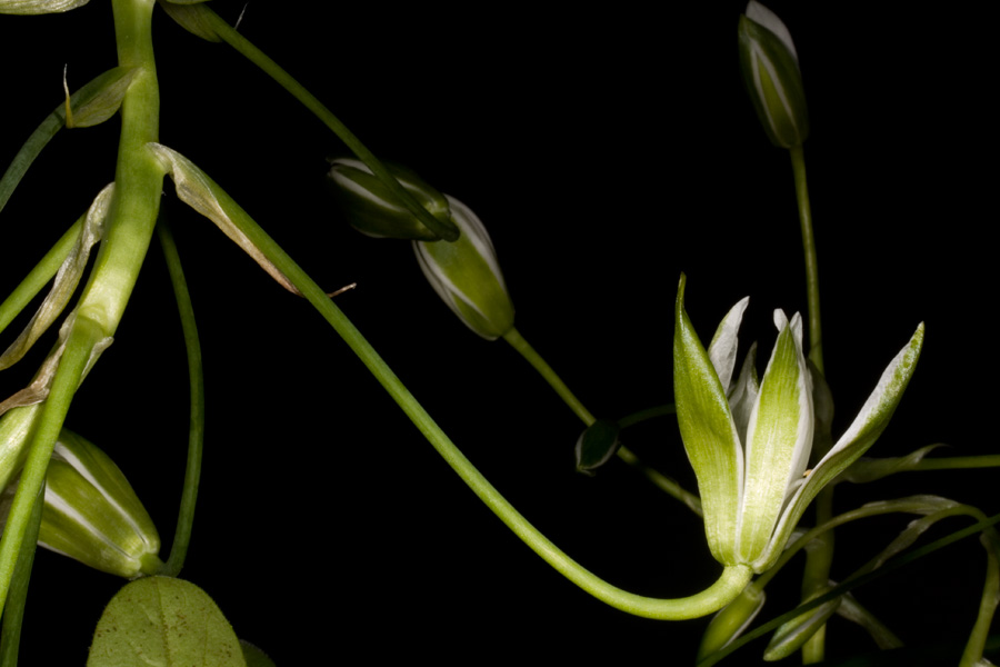 Ornithogalum