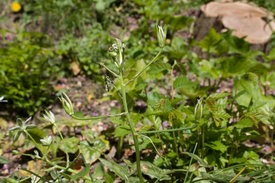 Ornithogalum