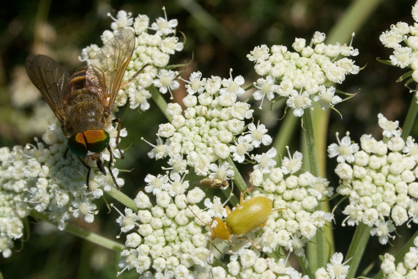 Cteniopus sulphureus al 