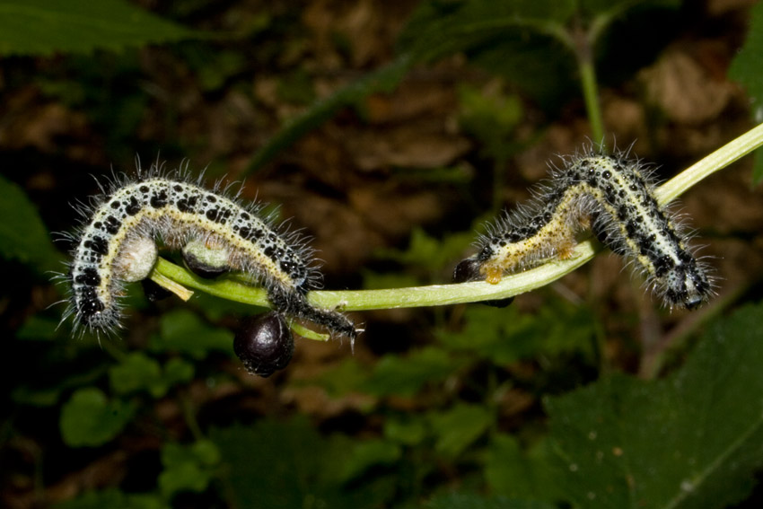 Bruchi su Apiacea