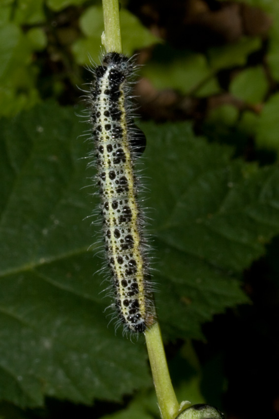 Bruchi su Apiacea