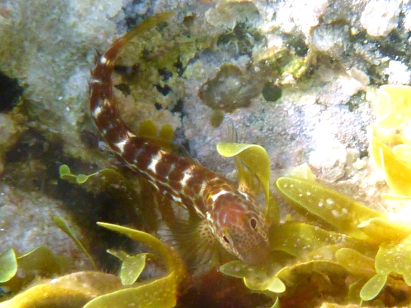 Blennidi e un peperoncino