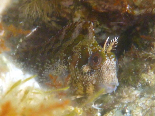 Blennidi vari e un peperoncino...