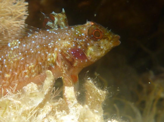 Blennidi e un peperoncino