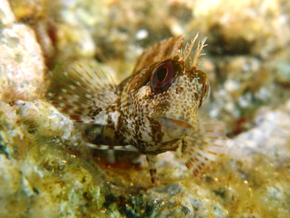 Blennidi e un peperoncino