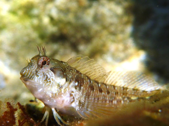 Blennidi vari e un peperoncino...