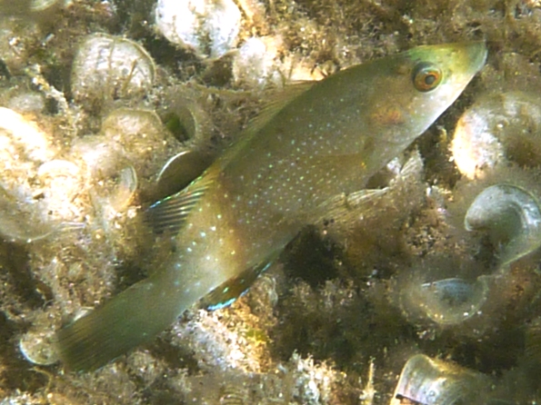 Labrus sp. e Symphodus mediterraneus