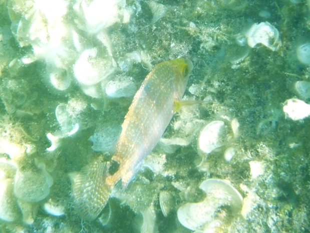 Labrus sp. e Symphodus mediterraneus