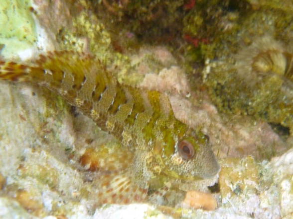 Blennidi vari e un peperoncino...