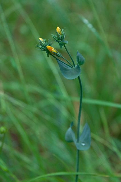 PIANTE DA IDENTIFICARE