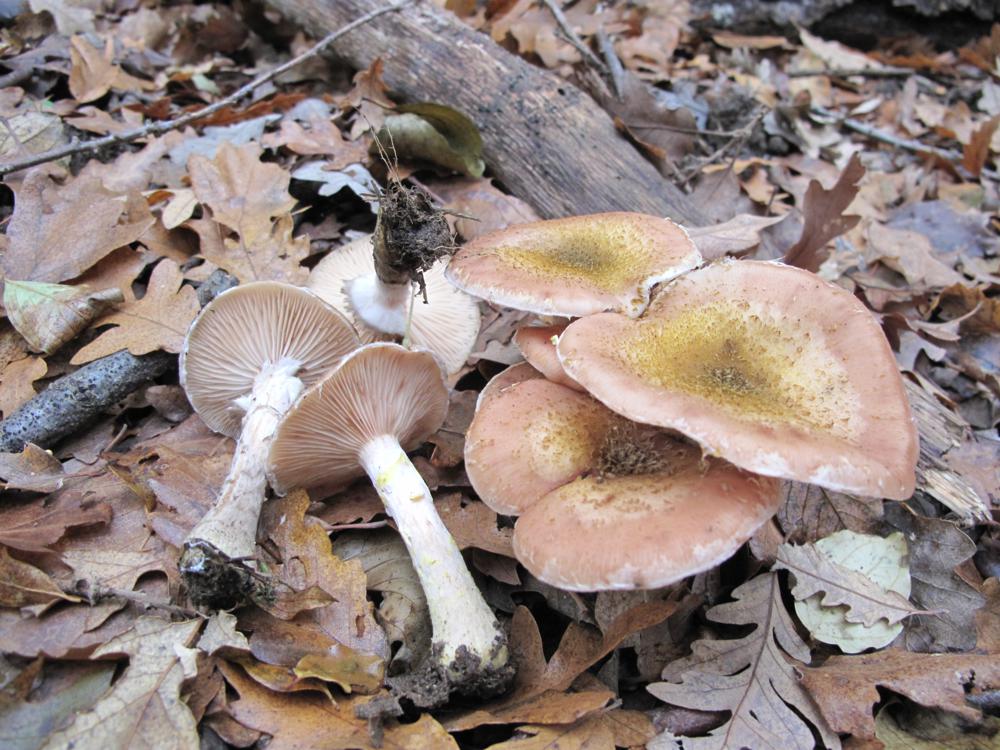 Armillaria ostoyae