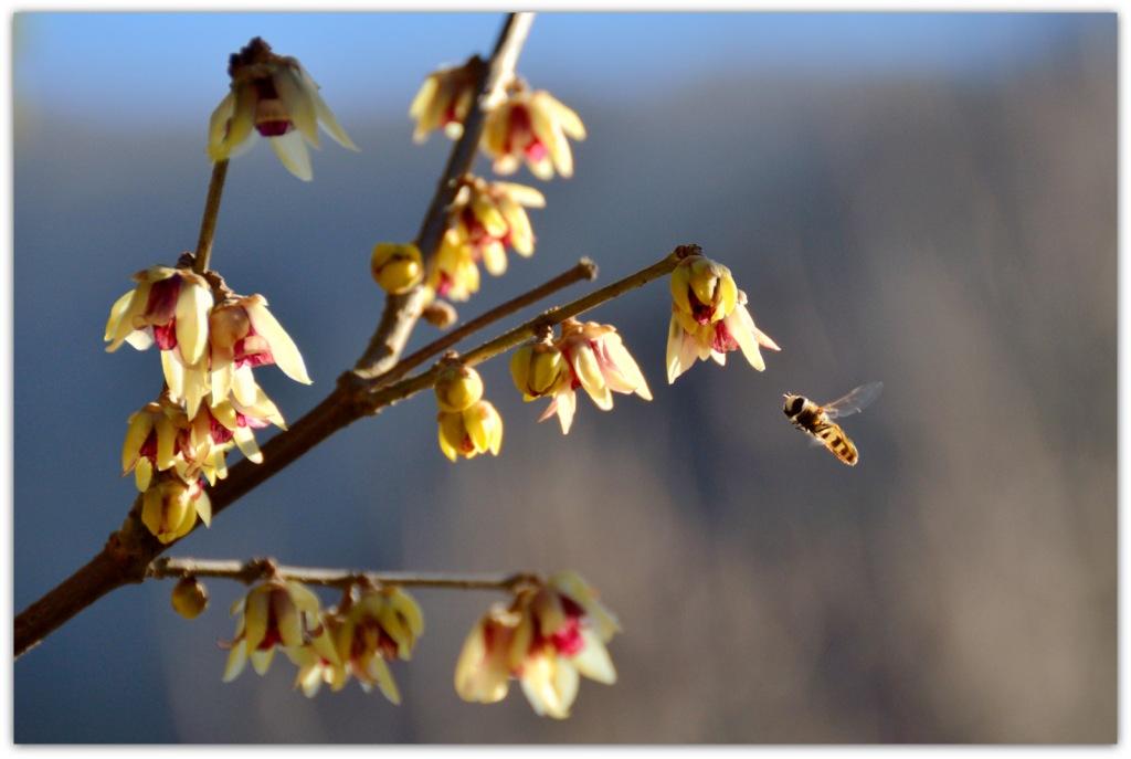 Dittero che ama il calicanto d''inverno:Episyrphus balteatus