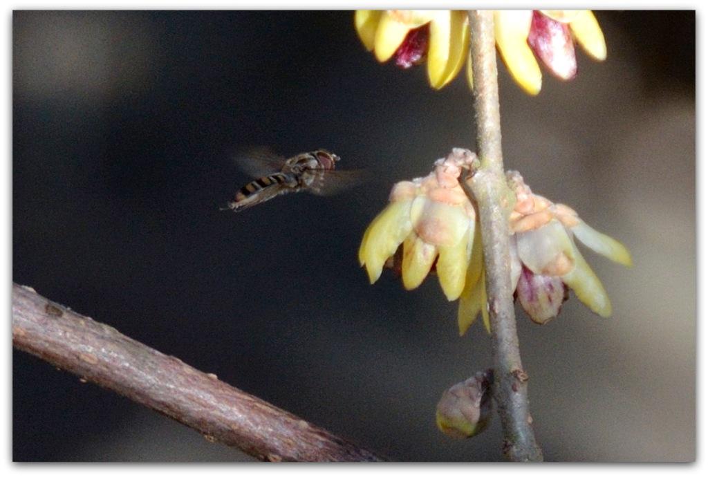 Dittero che ama il calicanto d''inverno:Episyrphus balteatus