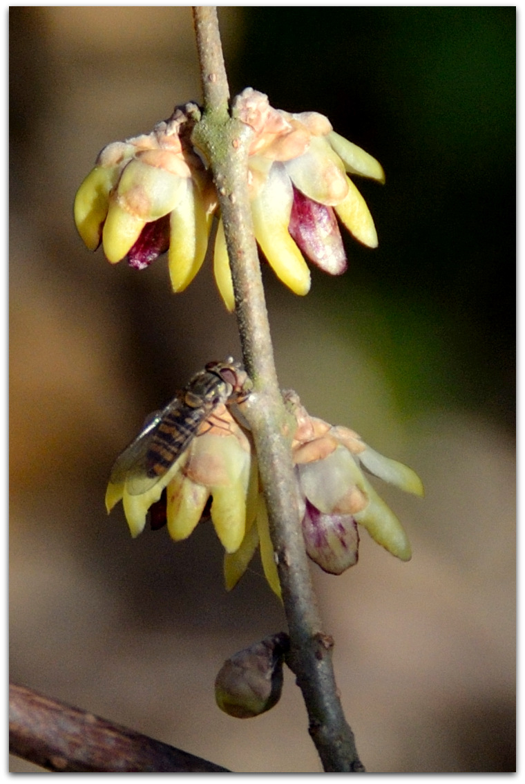 Dittero che ama il calicanto d''inverno:Episyrphus balteatus