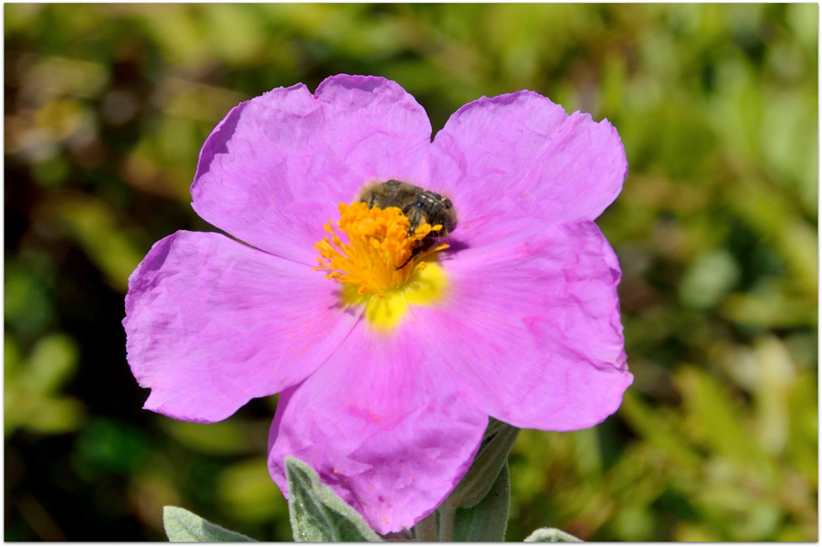 una cetonia su fiori di cisto:Tropinota sp