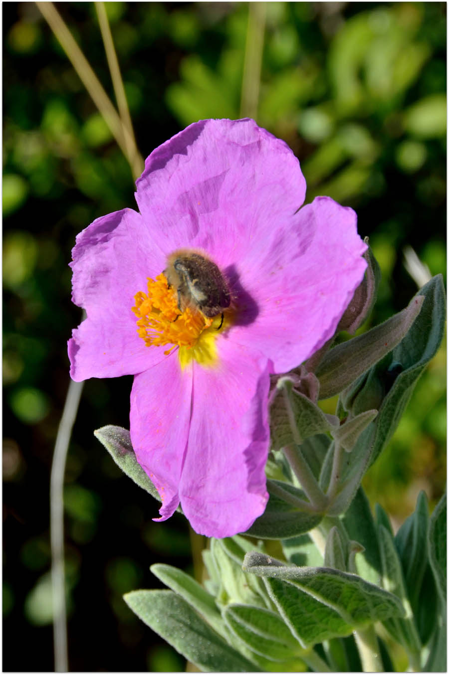 una cetonia su fiori di cisto:Tropinota sp