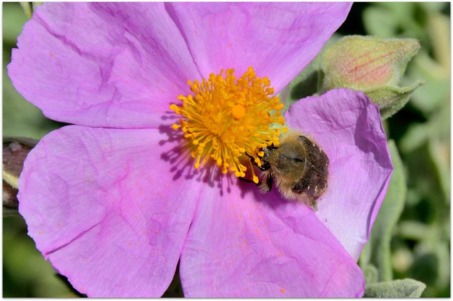 una cetonia su fiori di cisto:Tropinota sp