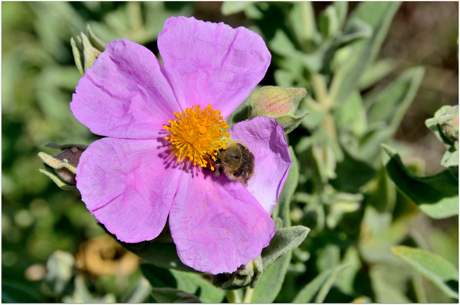 una cetonia su fiori di cisto:Tropinota sp