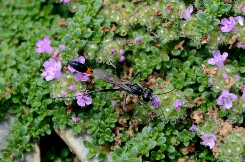 Ammophila sp.