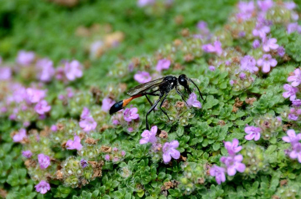 Ammophila sp.