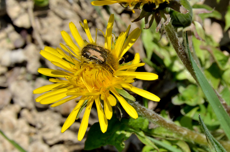 una cetonia su fiori di cisto:Tropinota sp