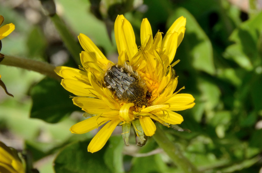 una cetonia su fiori di cisto:Tropinota sp